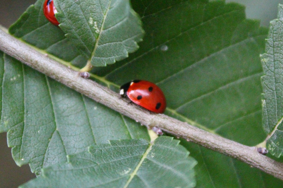 Coccinella septempunctata - hétpettyes katica