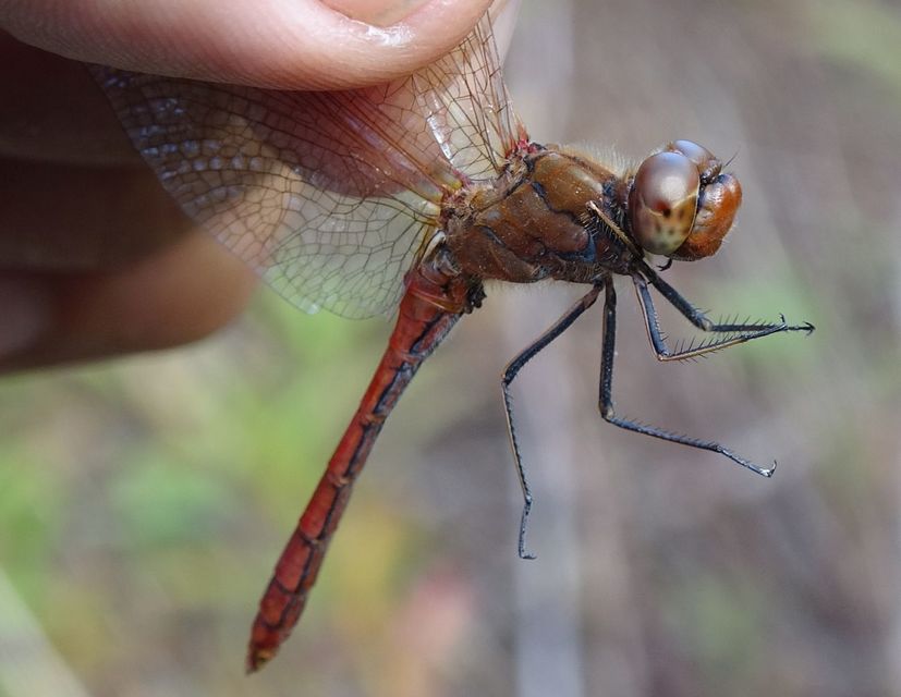 Sympetrum vulgatum - barkós katona-szitakötő
