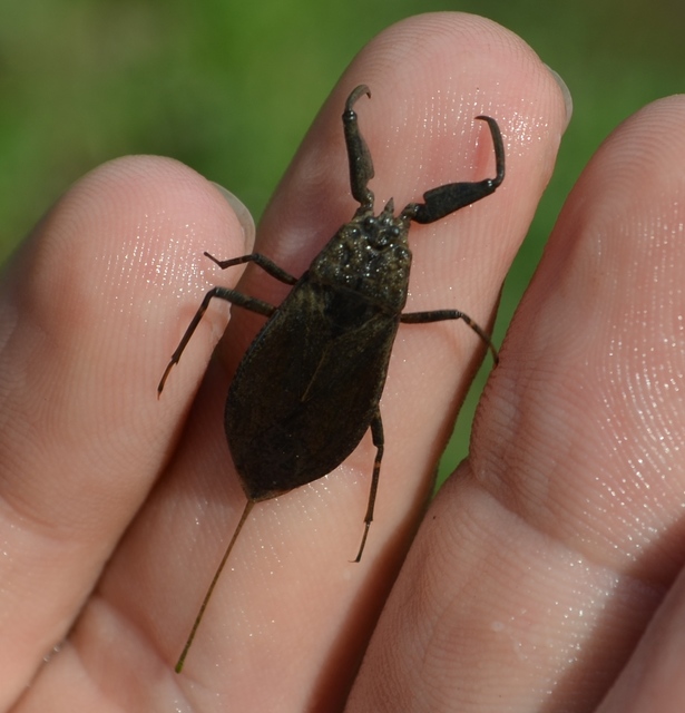 Nepa cinerea - víziskorpió