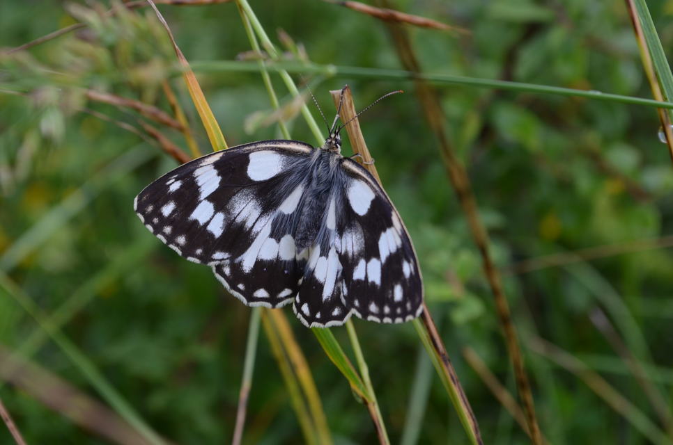 Melanargia galathea - sakktáblalepke