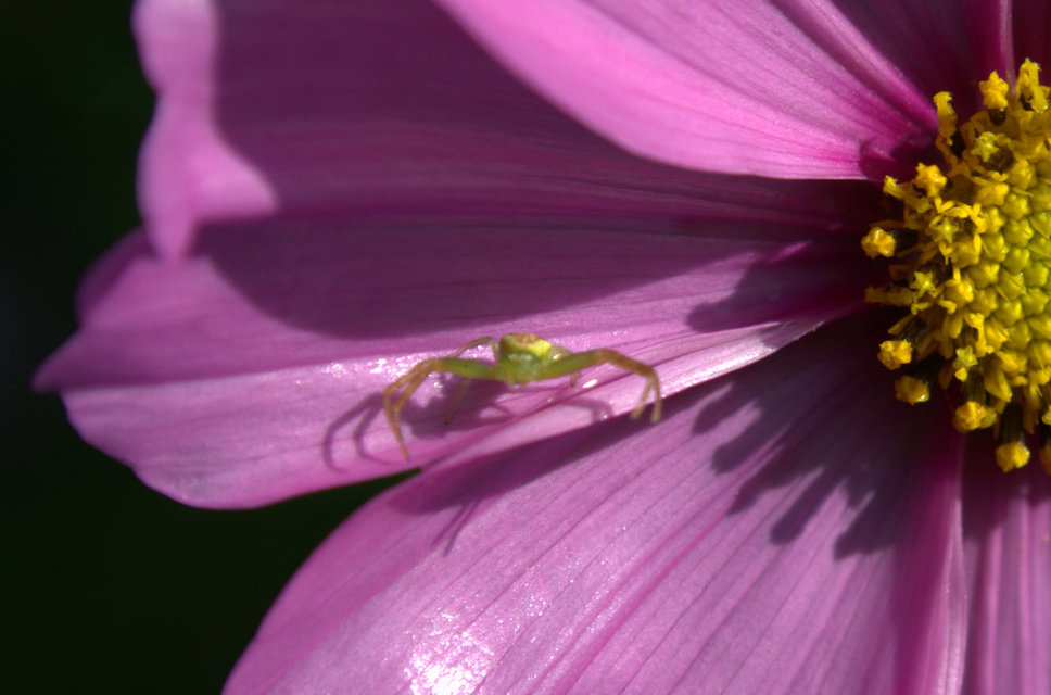 Diaea dorsata - címeres karolópók
