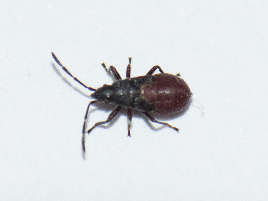 Oxycarenus lavaterae - hársbodobács