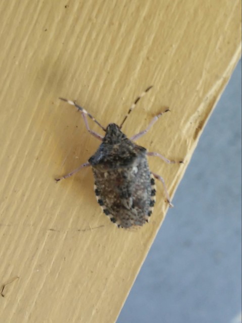 Rhaphigaster nebulosa - bencepoloska