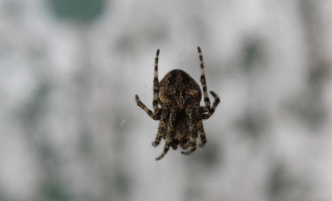Araneidae - keresztespókok