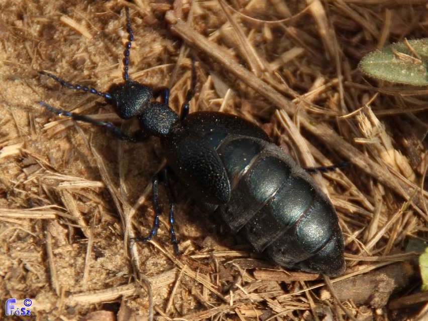 Meloe proscarabaeus - közönséges nünüke