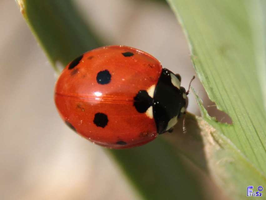Coccinella septempunctata - hétpettyes katica