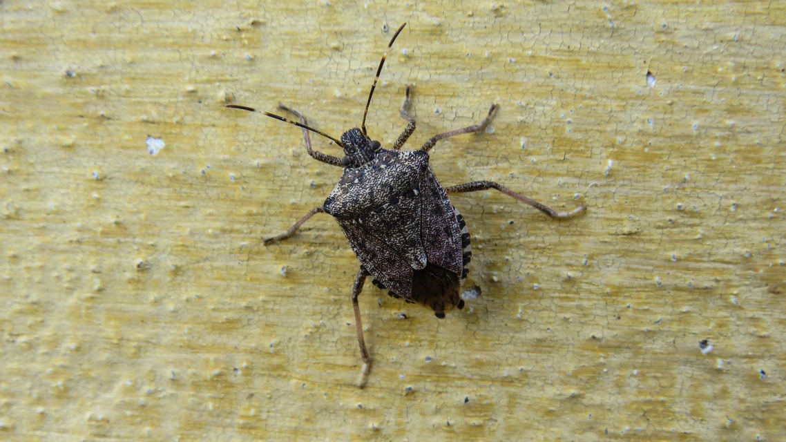 halyomorpha halys - Halyomorpha halys