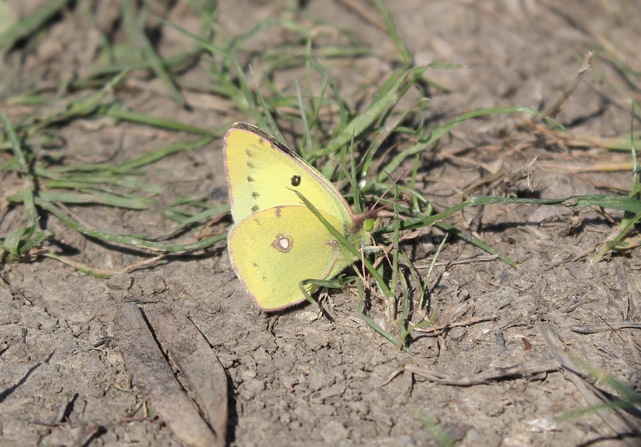 Colias hyale - kéneslepke