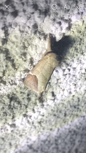 Clostera curtula - rövidszárnyú levélszövő