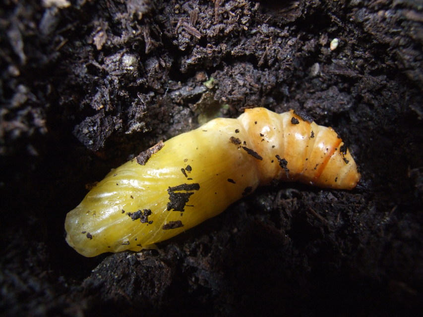 Acherontia atropos - halálfejes lepke