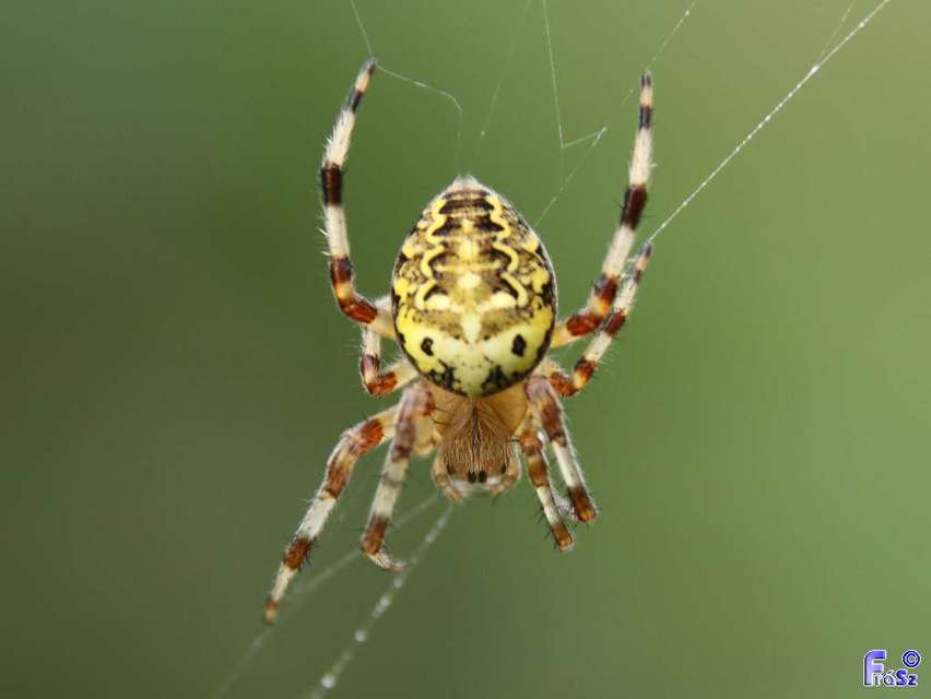 Araneus marmoreus - márványos keresztespók