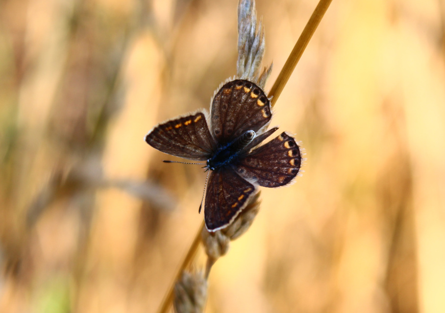 Polyommatus icarus - közönséges boglárka