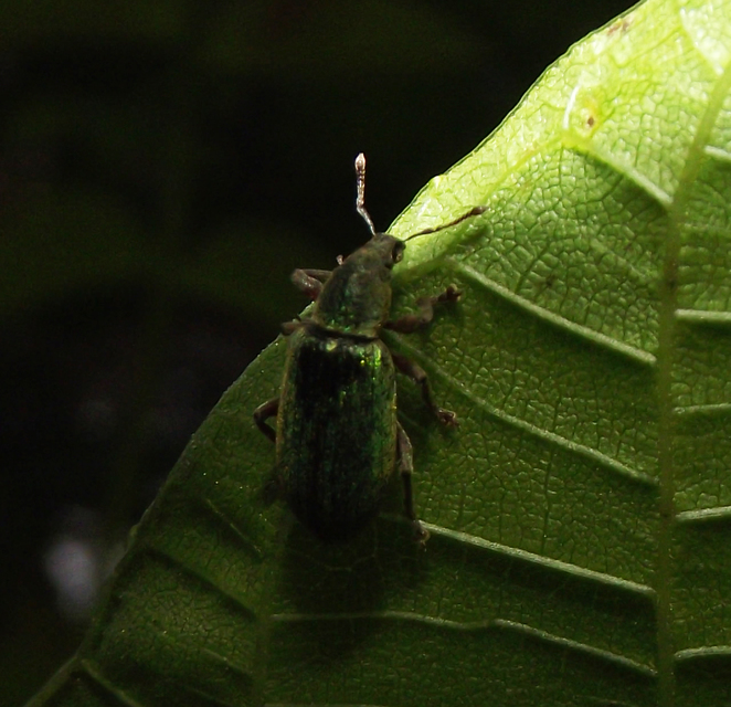Polydrusus impar - fenyves-lombormányos