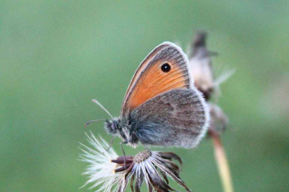 Coenonympha pamphilus - kis szénalepke