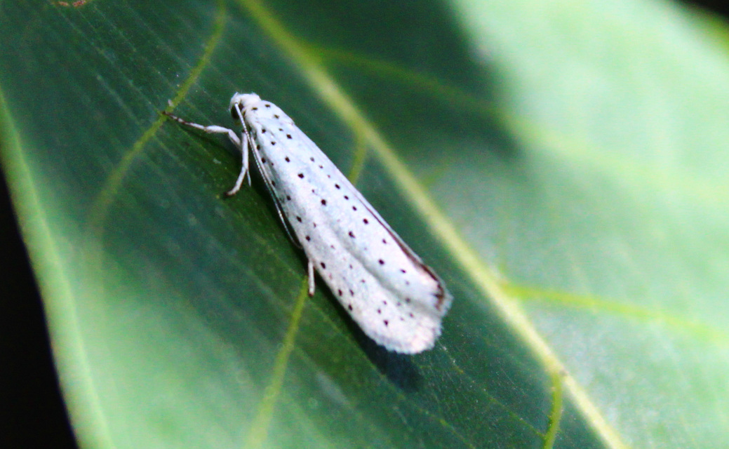 Yponomeuta evonymella - pókhálós májusfamoly