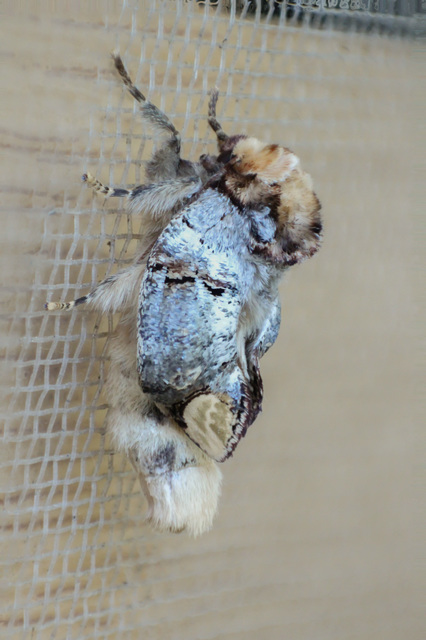 Phalera bucephala - sárgafoltos púposszövő