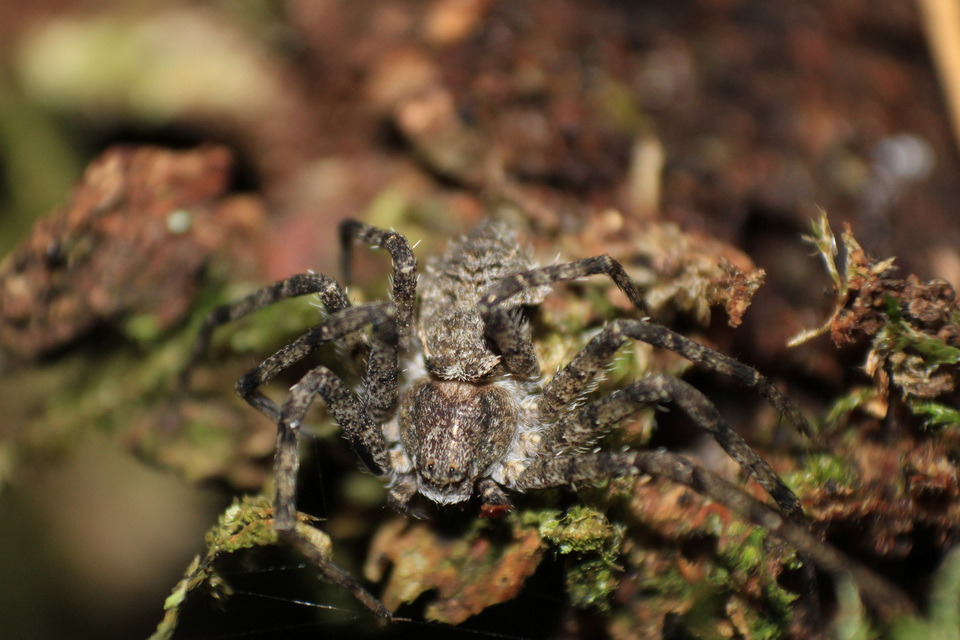 Philodromus