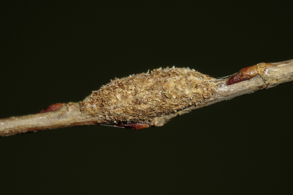 Furcula bifida - kis púposszövő