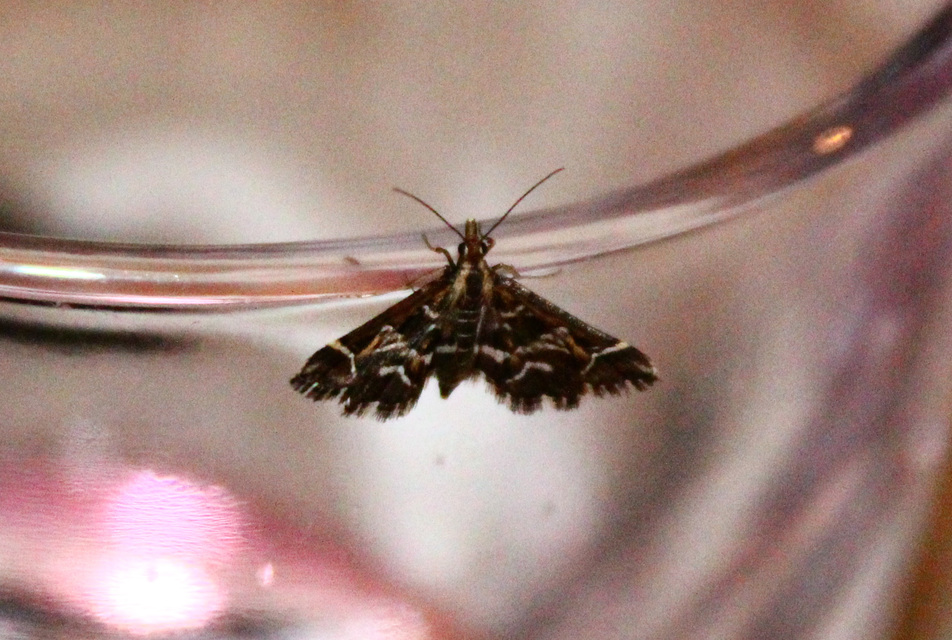 Diasemia reticularis - betűmintás tűzmoly