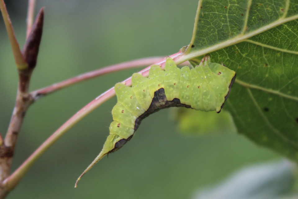 Furcula bifida - kis púposszövő