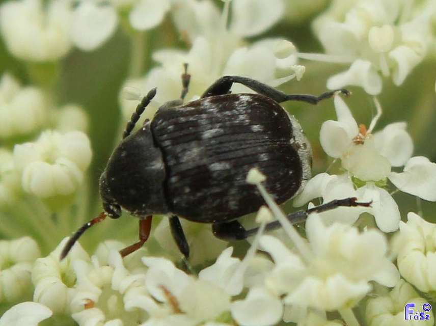 Bruchus atomarius - lednekzsizsik Bruchus atomarius - lednekzsizsik