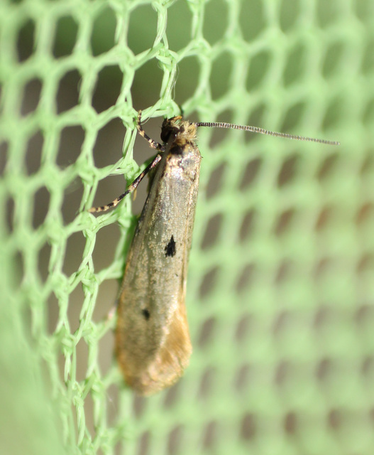 Tinea trinotella - hárompettyes fészekmoly