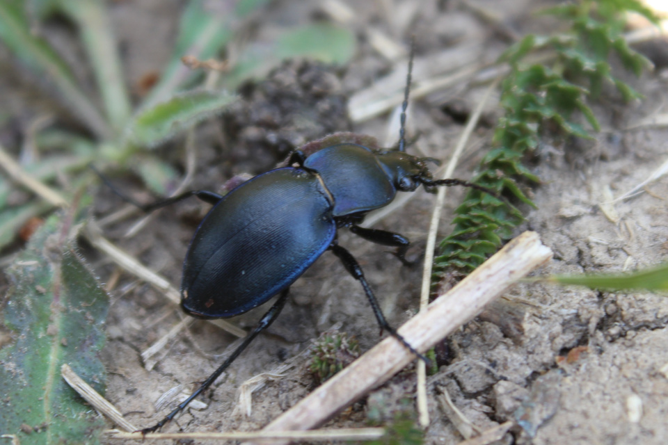 Carabus convexus - selymes futrinka Carabus convexus - selymes futrinka