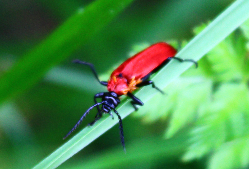 Pyrochroa coccinea - nagy bíborbogár