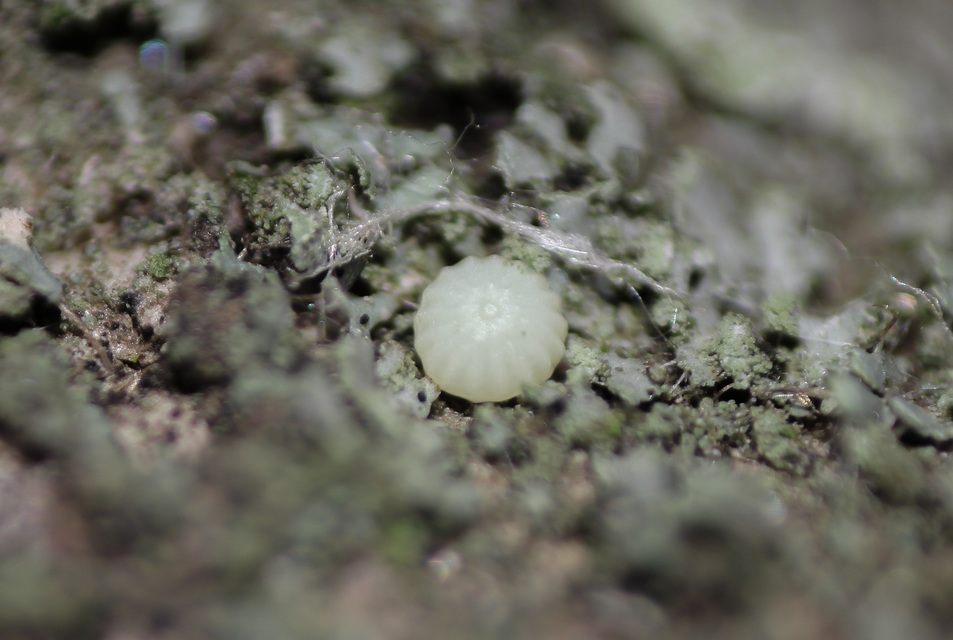 Griposia aprilina - őszi zöldbagoly