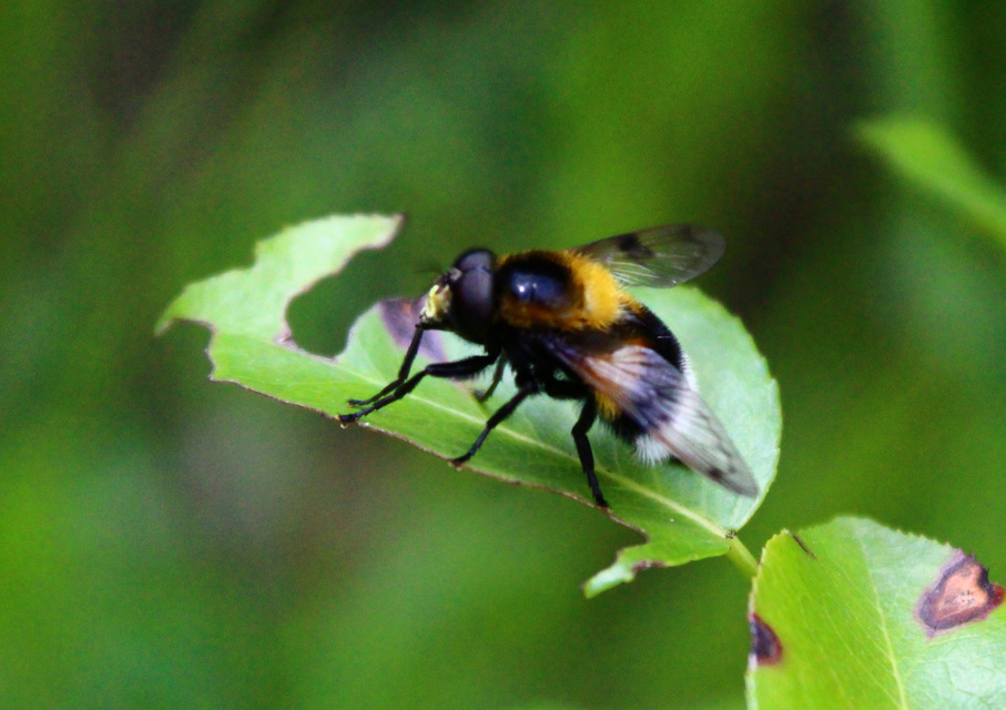 Volucella bombylans - bundás pihelégy