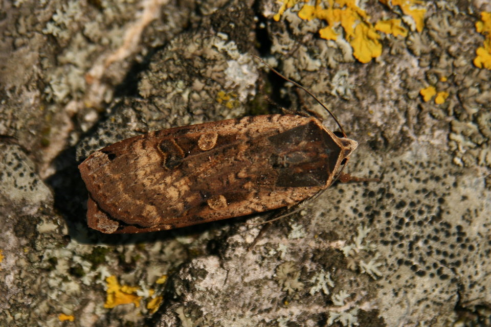 Noctua pronuba - nagy sárgafűbagoly