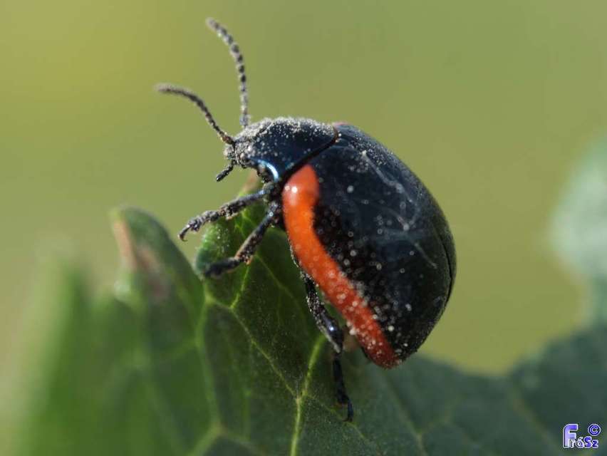 Chrysolina rossia - trapézhátú szegélyeslevelész
