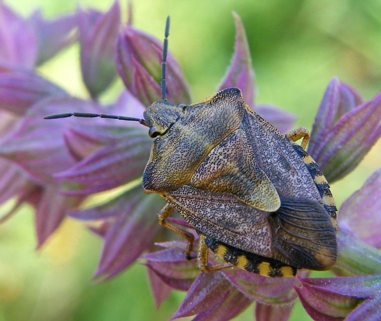 Carpocoris Carpocoris