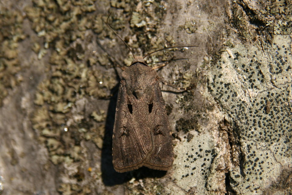 Agrotis exclamationis - felkiáltójeles földibagoly