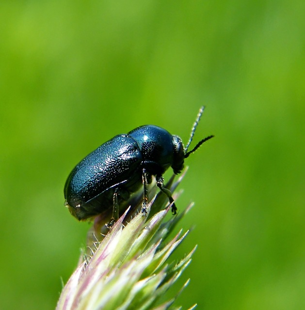 Cryptocephalus