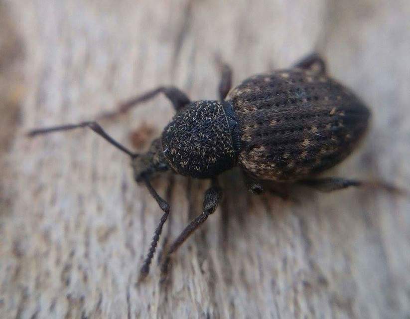 Otiorhynchus raucus - molyhos gyalogormányos