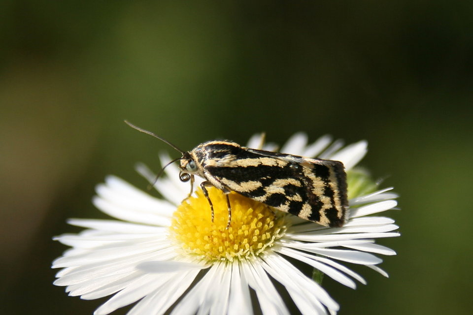Emmelia trabealis - zebrabagoly