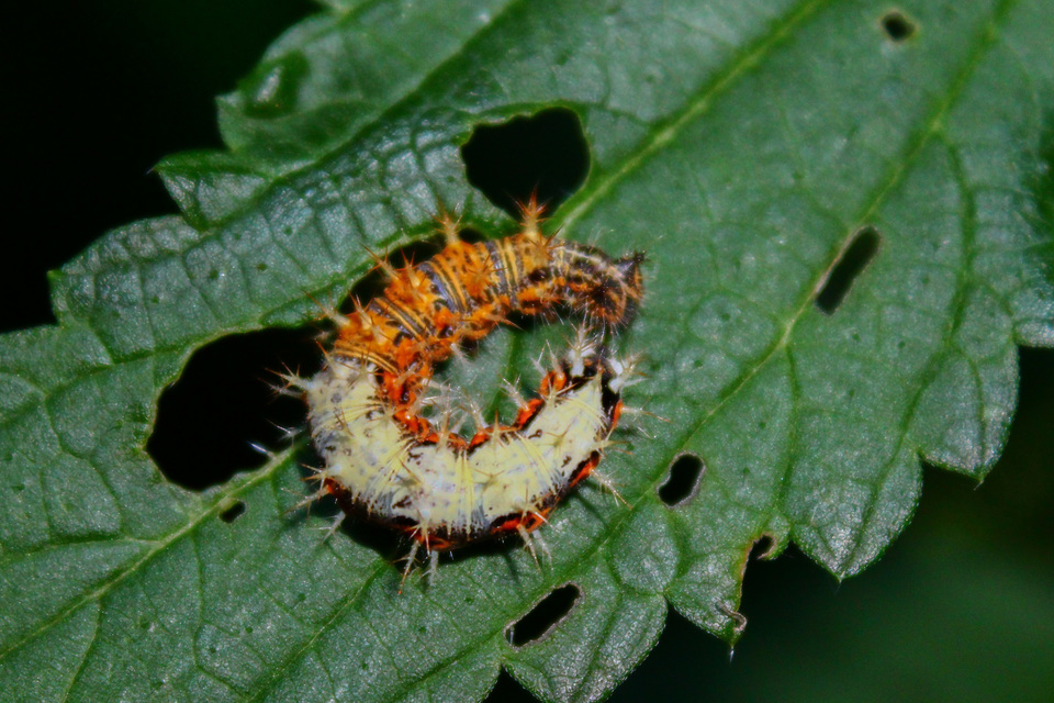 Nymphalis c-album - C-betűs lepke