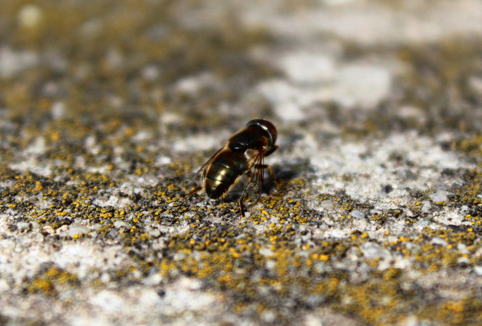 Eristalinus aeneus - bronzos foltosszeműlégy