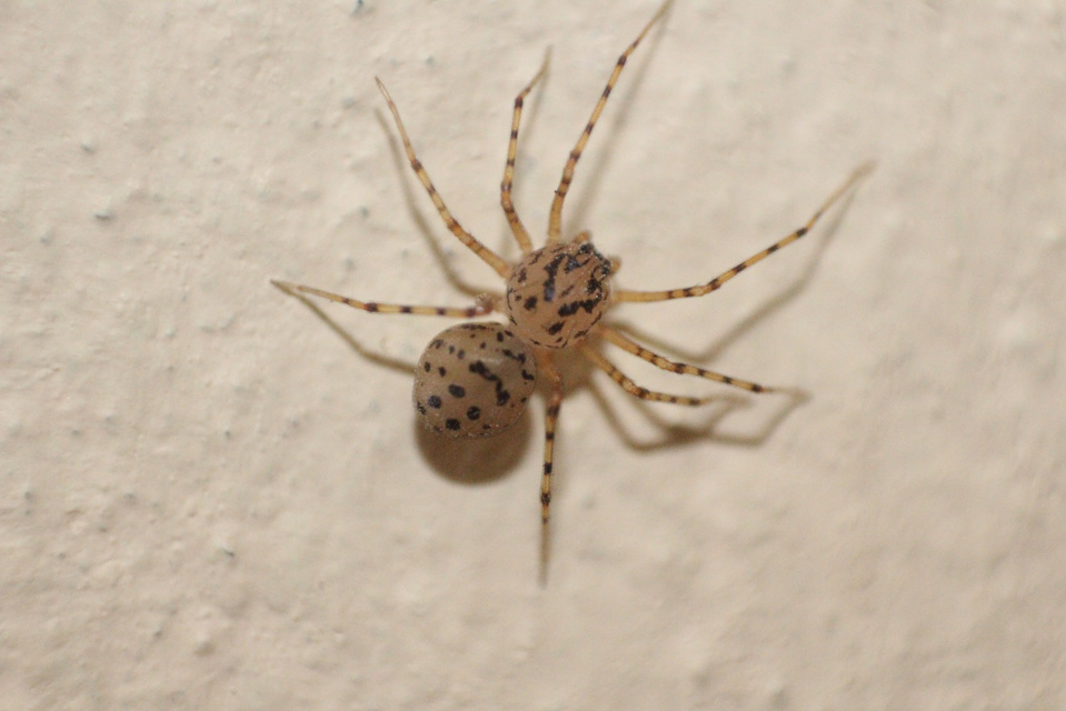 Scytodes thoracica - közönséges csupaszpók