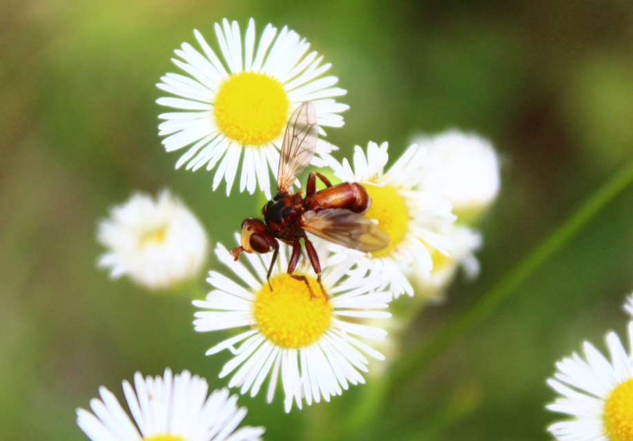 Sicus ferrugineus - rozsdás fejeslégy
