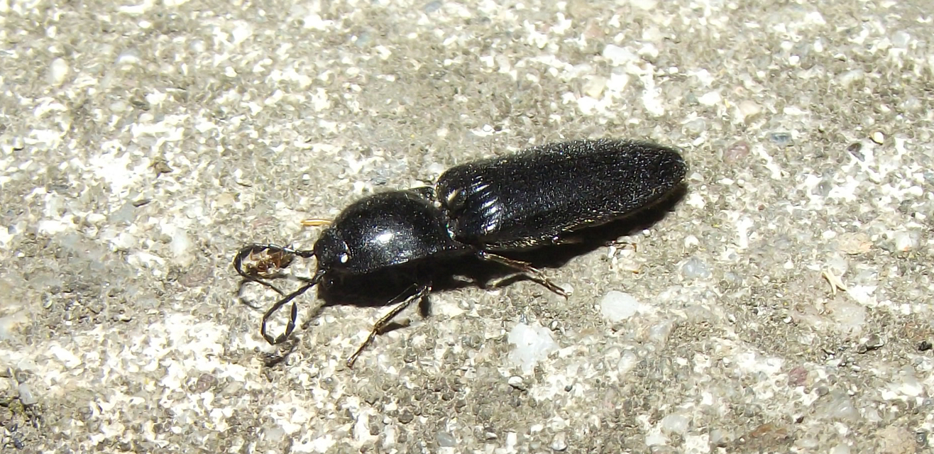 Hemicrepidius hirtus - borzas pattanó