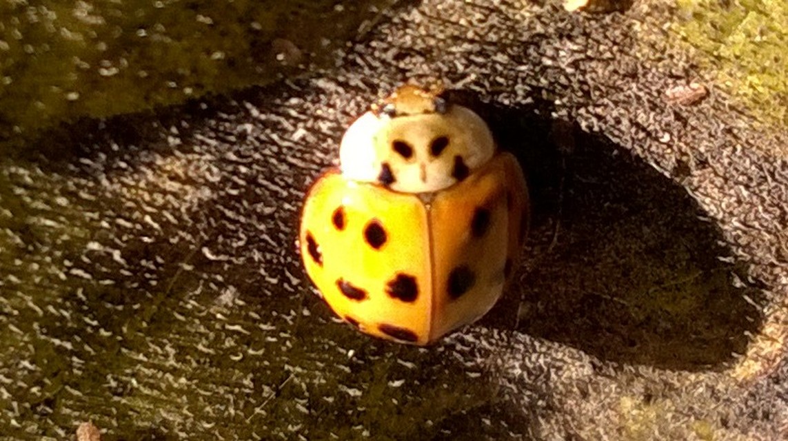 Harmonia axyridis - harlekinkatica