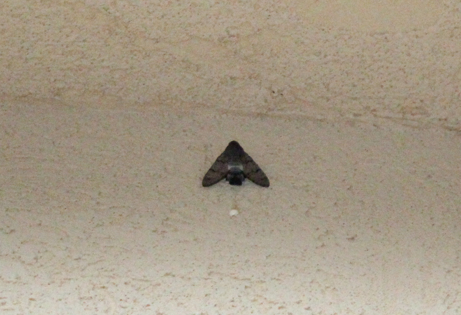 Macroglossum stellatarum - kacsafarkú szender