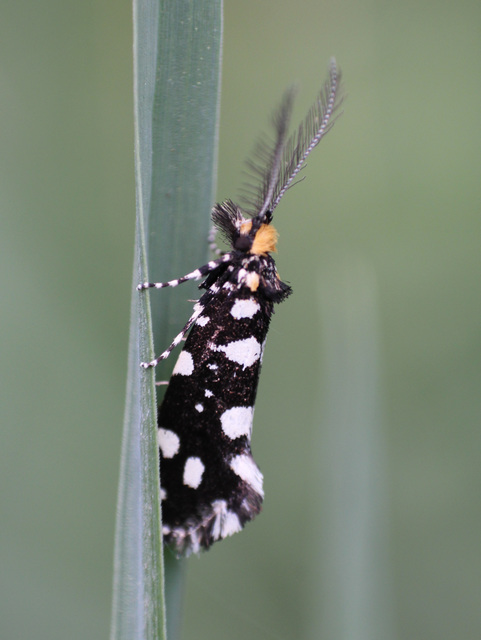 Euplocamus anthracinalis - fésűscsápú korhadékmoly