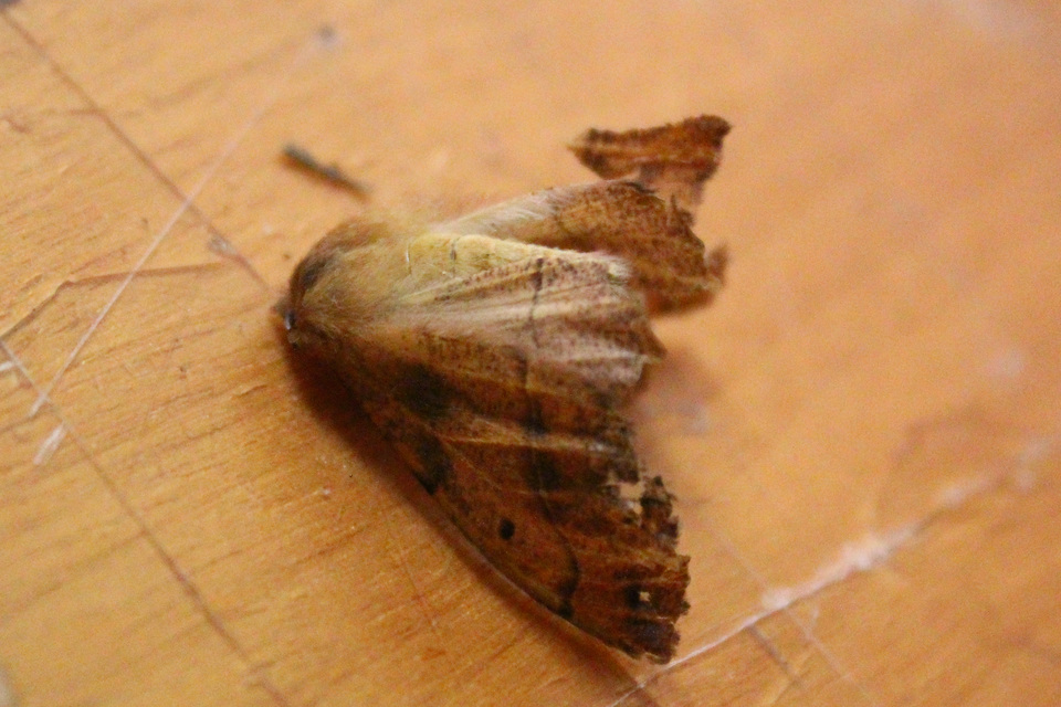 Colotois pennaria - tollascsápú araszoló