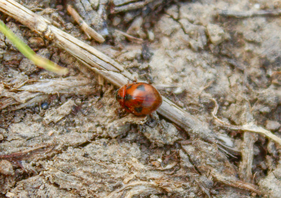 Cynegetis impunctata - pázsitfűböde