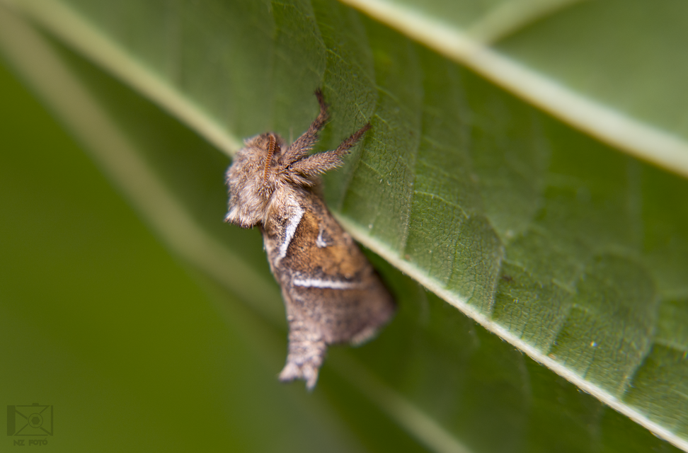 Triodia sylvina - kis gyökérrágólepke