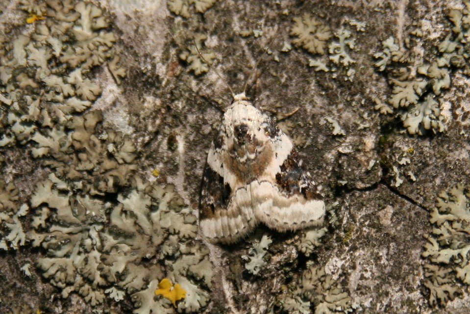 Pseudeustrotia candidula - fehéres apróbagoly