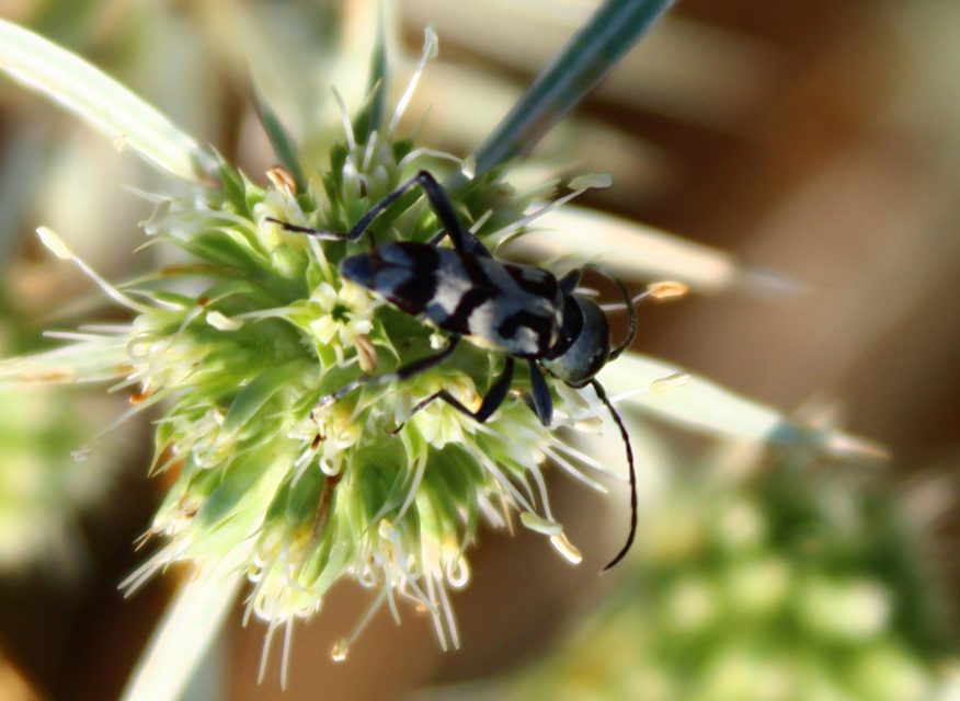 Chlorophorus varius - díszes darázscincér